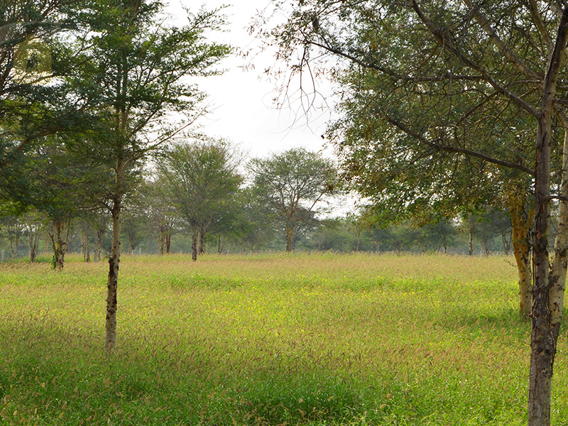 kangayam cattle