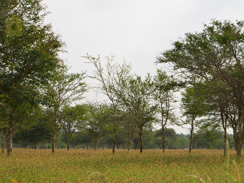 kangayam cattle