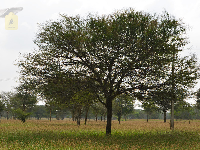 kangayam cattle