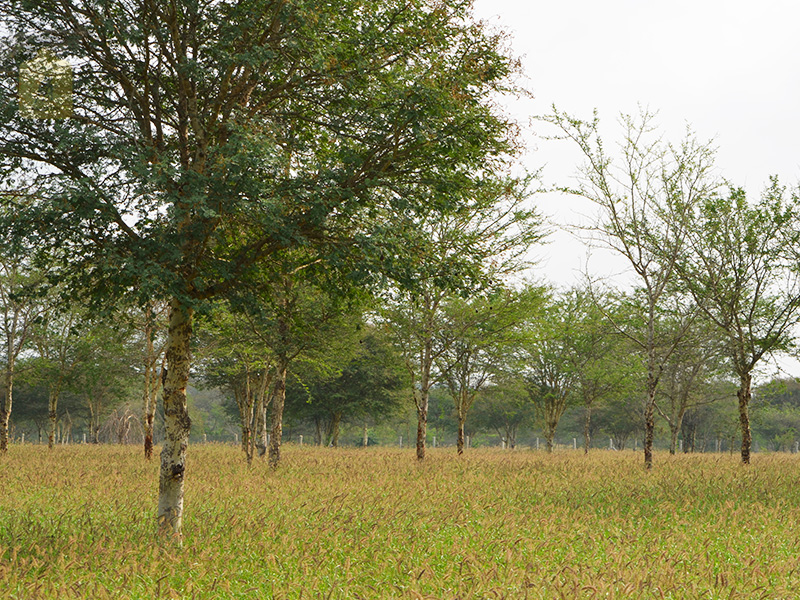 kangayam cattle