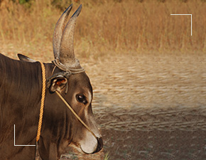 Senaapathy Kangayam Cattle