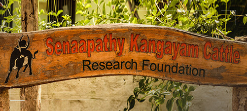 Senaapathy Kangayam Cattle