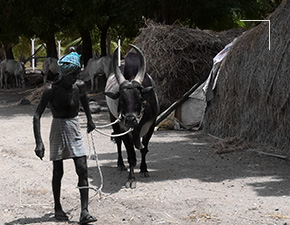 Senaapathy Kangayam Cattle