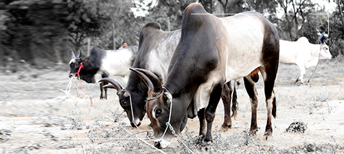 Senaapathy Kangayam Cattle