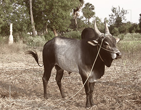 Senaapathy Kangayam Cattle