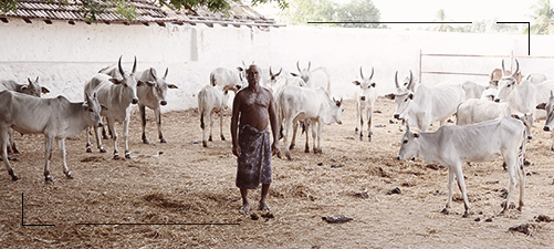 Senaapathy Kangayam Cattle