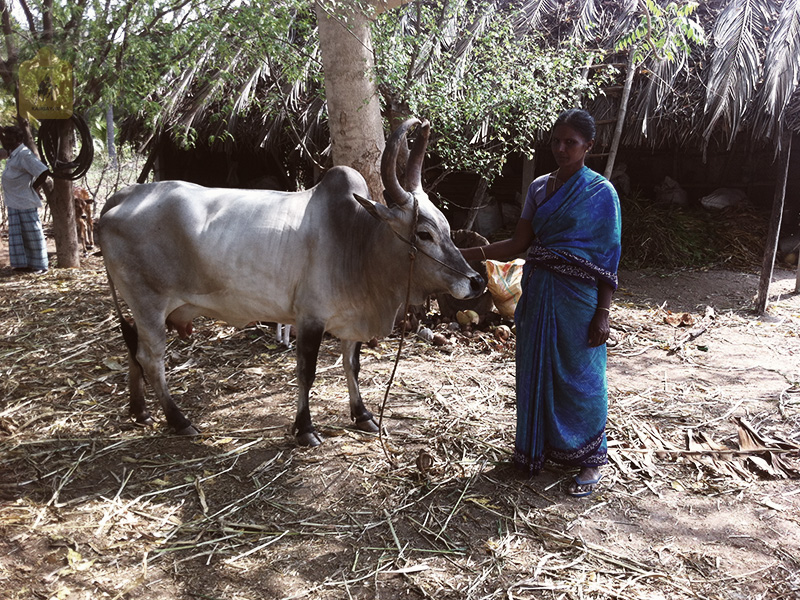 kangayam cattle