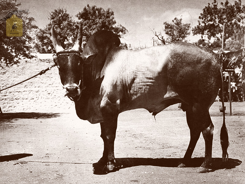 kangayam cattle