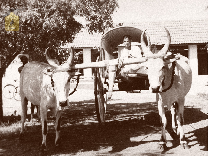 kangayam cattle