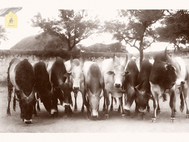 kangayam cattle