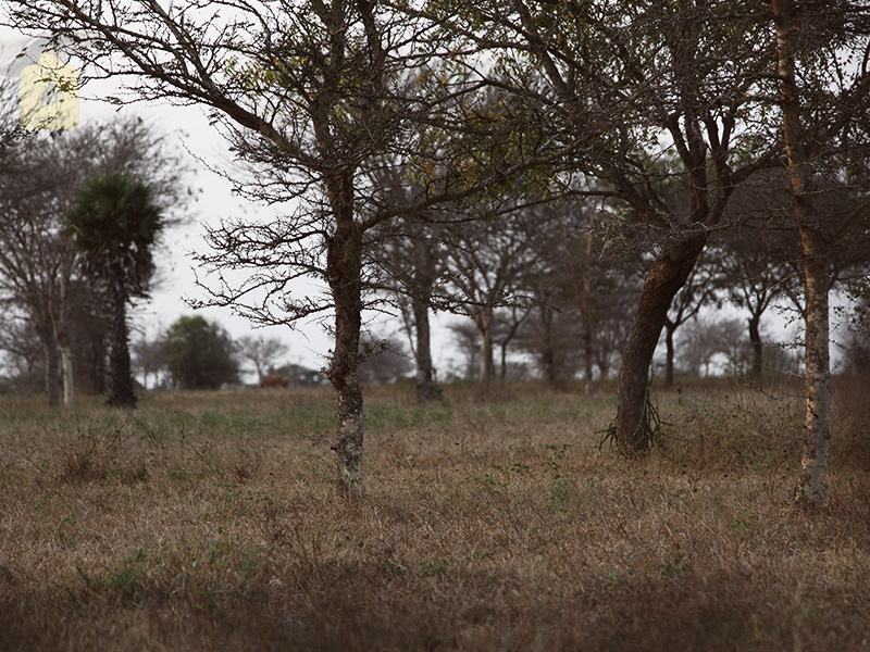 kangayam cattle