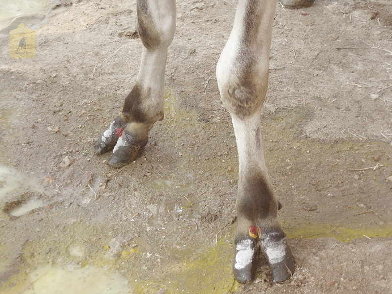 kangayam cattle