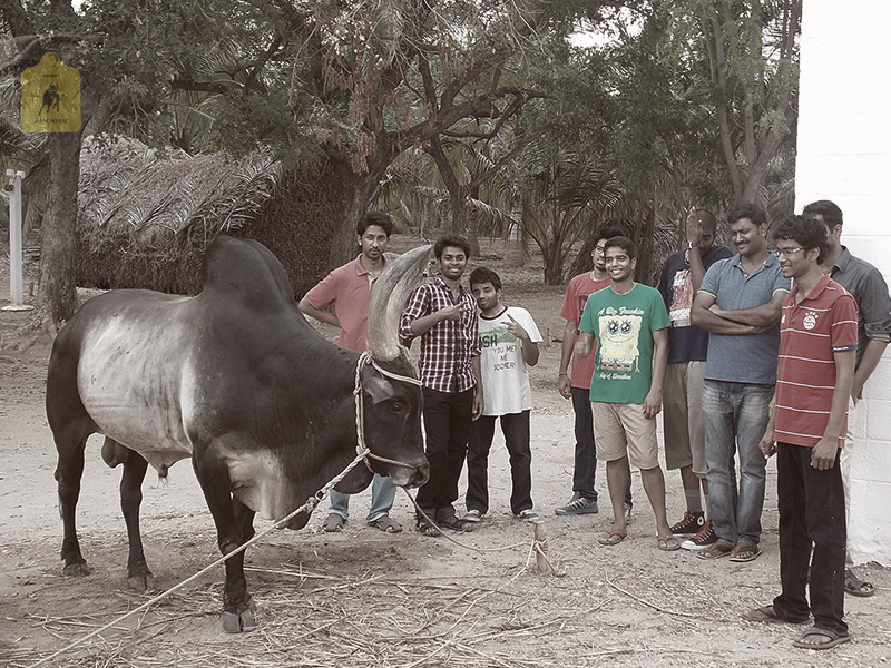 kangayam cattle