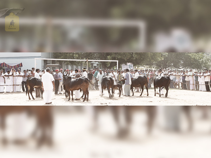 kangayam cattle