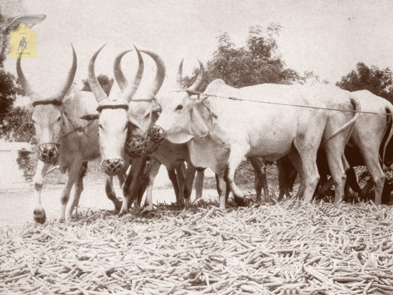 kangayam cattle