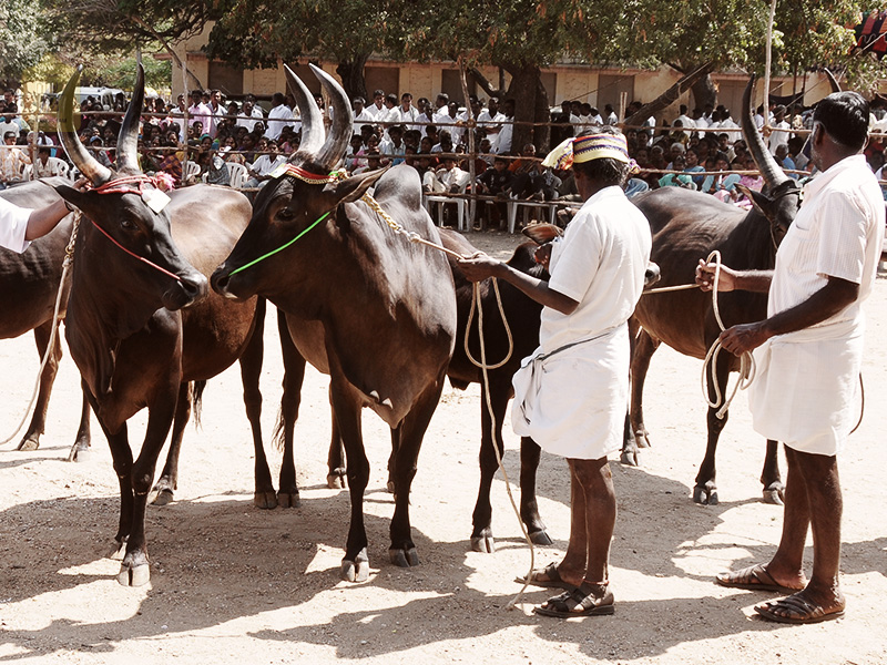 kangayam cattle