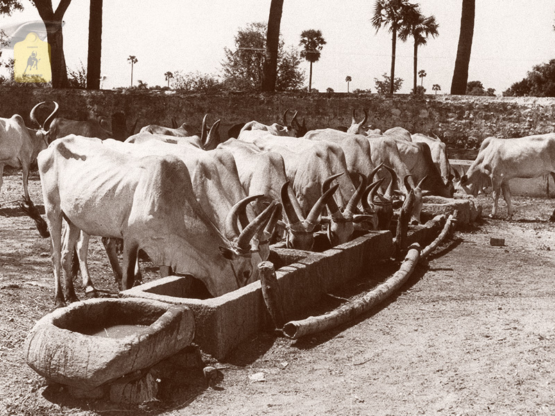 kangayam cattle