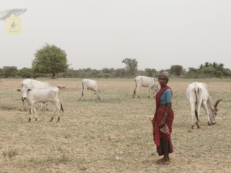 kangayam cattle