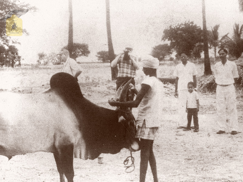 kangayam cattle