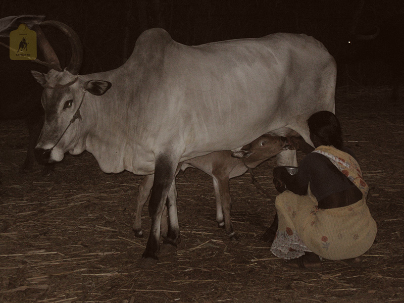 kangayam cattle