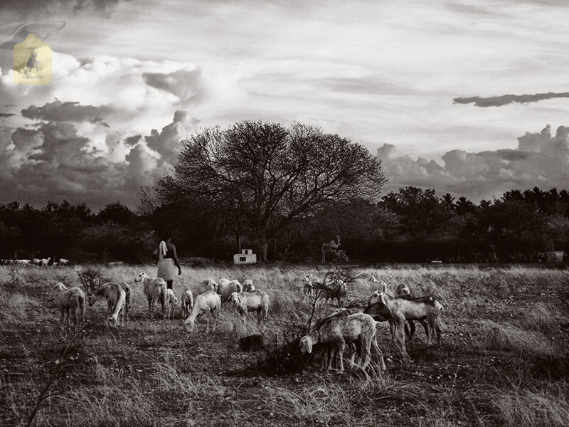 kangayam cattle