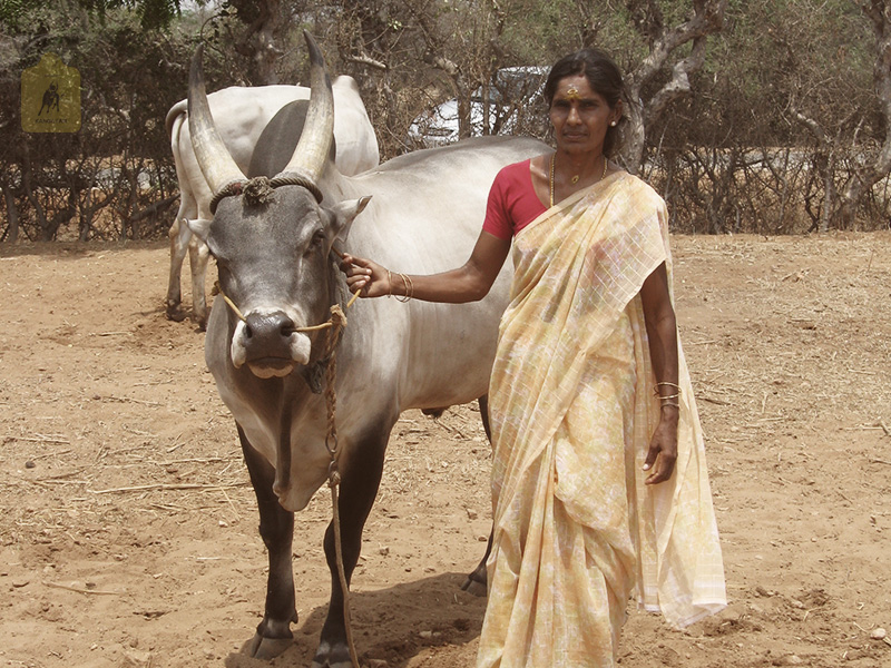 kangayam cattle