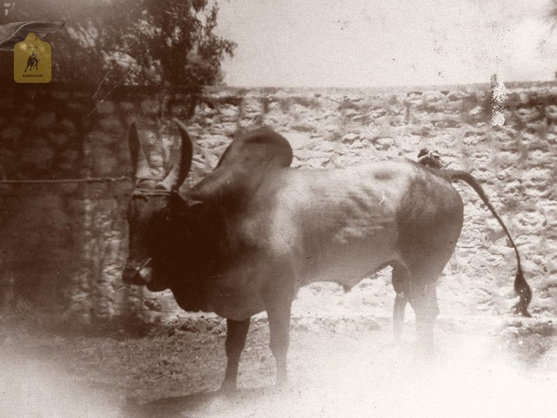 kangayam cattle