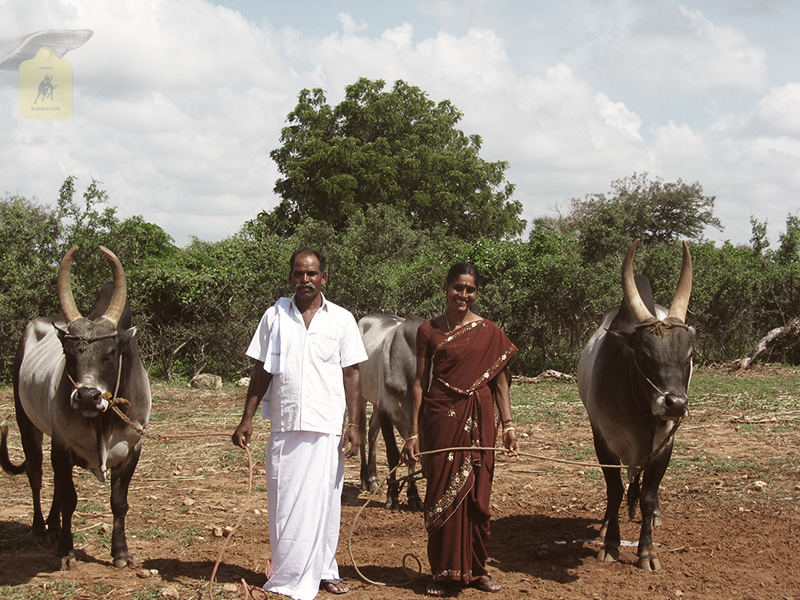 kangayam cattle