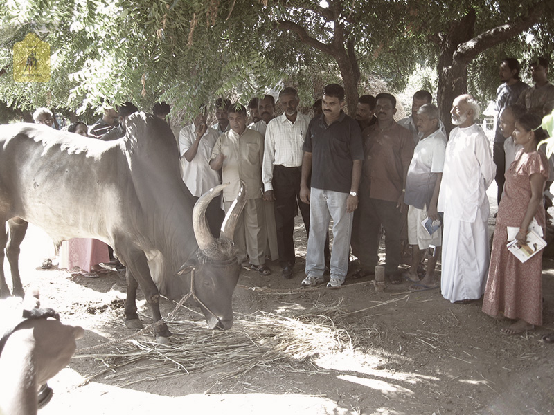 kangayam cattle