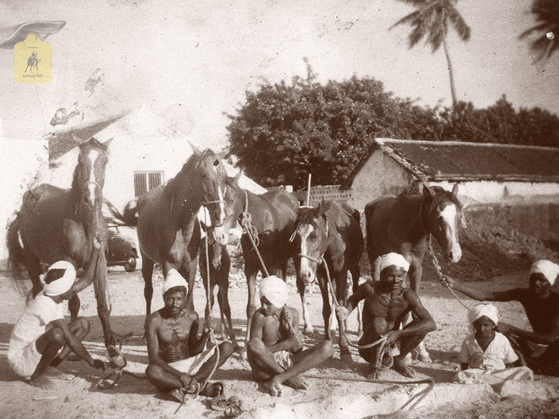 kangayam cattle