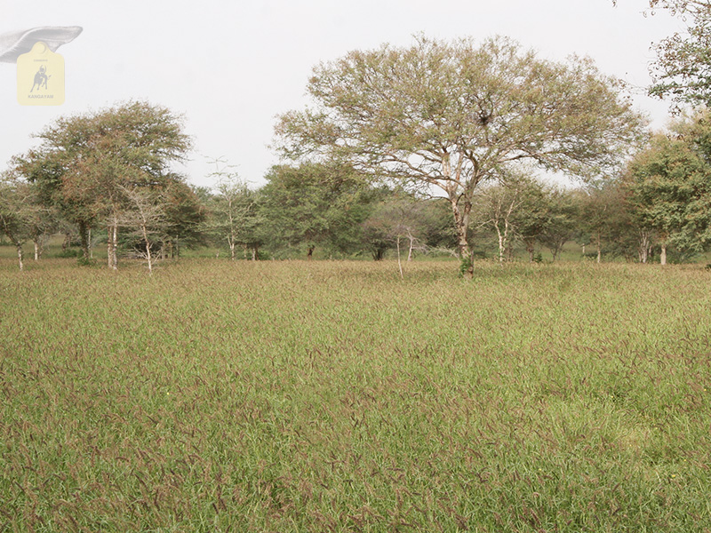 kangayam cattle