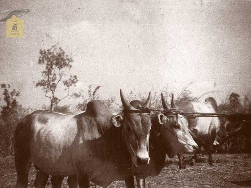 kangayam cattle