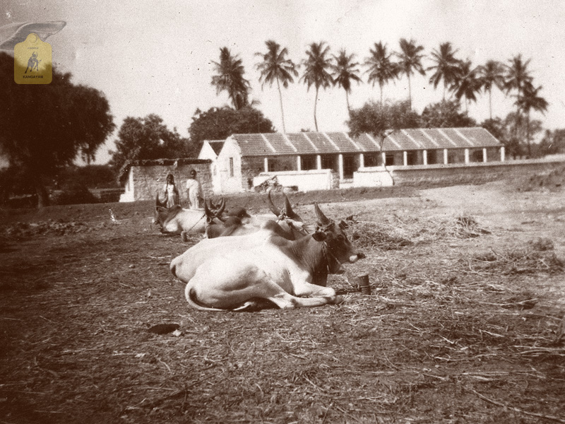 kangayam cattle