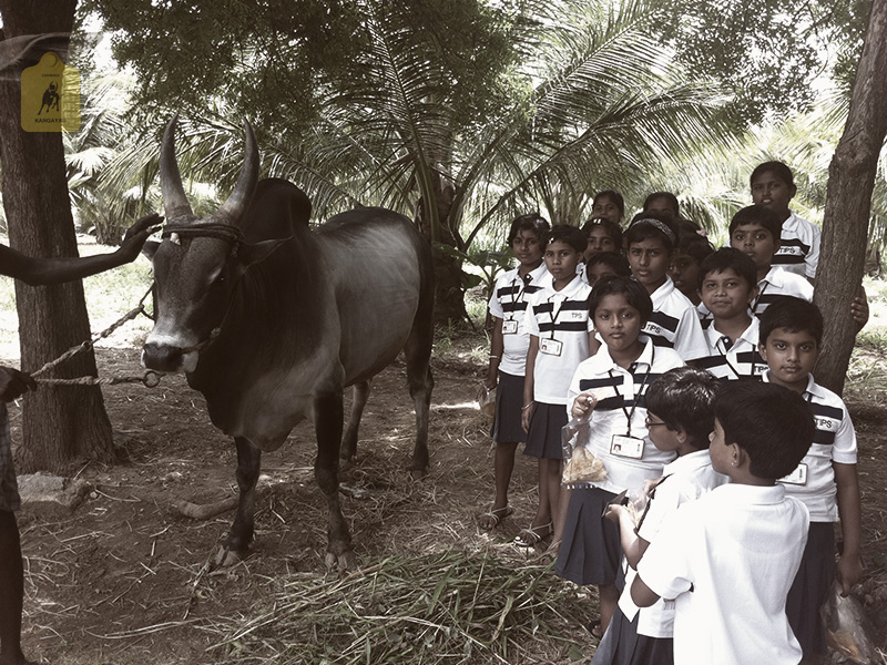 kangayam cattle