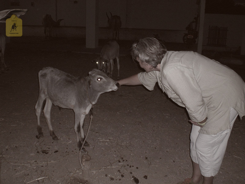 kangayam cattle