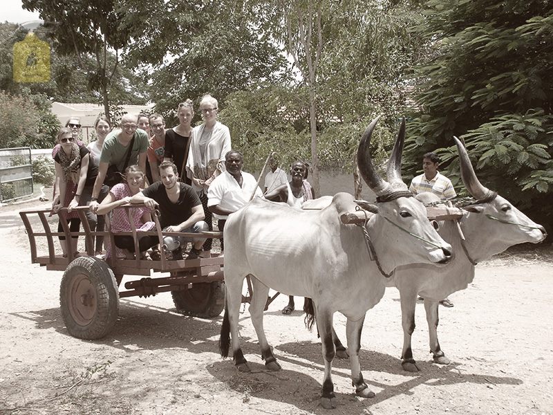 kangayam cattle