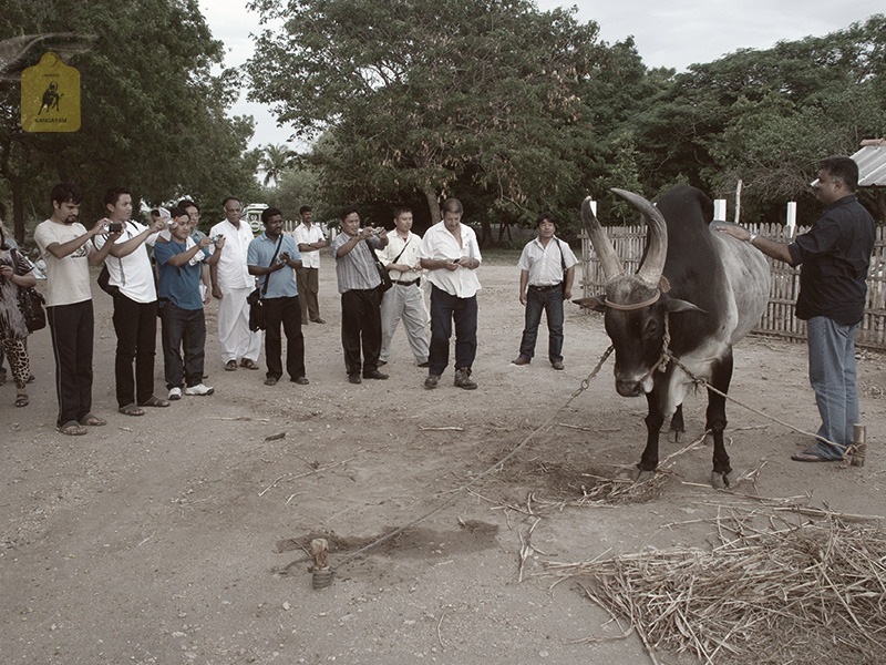 kangayam cattle