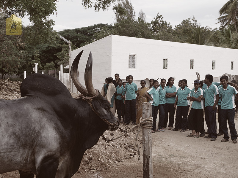 kangayam cattle