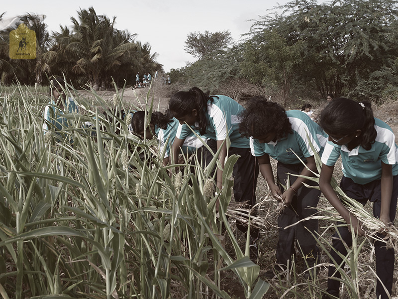 kangayam cattle