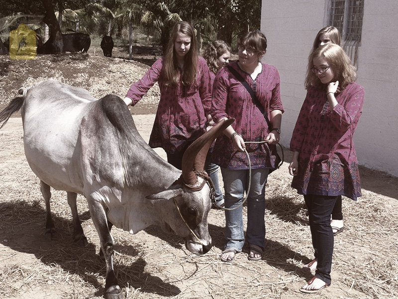 kangayam cattle