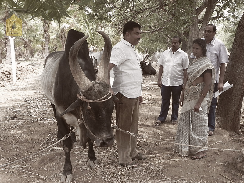 kangayam cattle