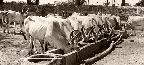 Senaapathy Kangayam Cattle