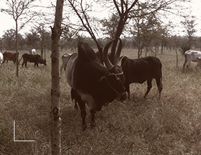 Senaapathy Kangayam Cattle