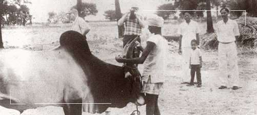 Senaapathy Kangayam Cattle