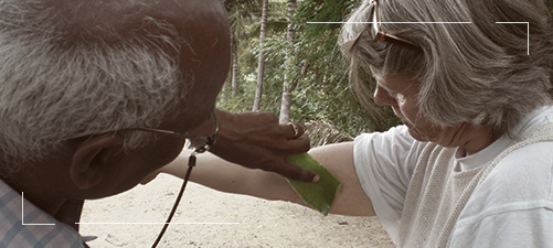 Senaapathy Kangayam Cattle