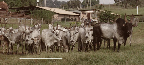 Senaapathy Kangayam Cattle