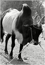 Senaapathy Kangayam Cattle