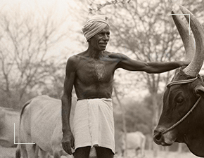 Senaapathy Kangayam Cattle