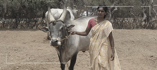 Senaapathy Kangayam Cattle