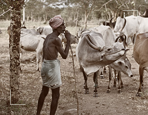 Senaapathy Kangayam Cattle